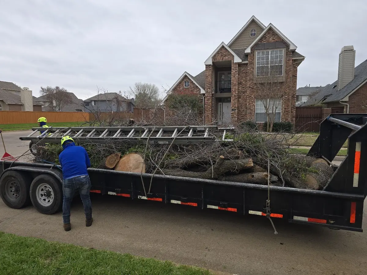 Expert Tree Removal with proper safety equipment in Archer